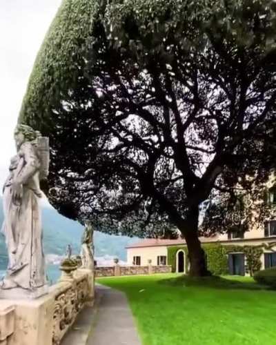 ? Umbrella tree