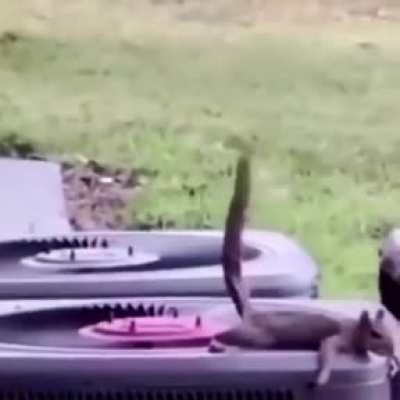 Squirrel poop