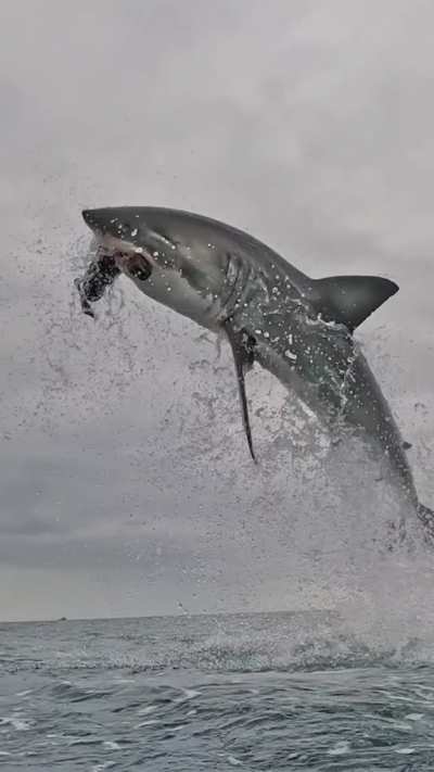 ? Great White Shark hits a decoy (Video courtesy of Discovery)