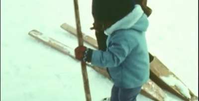 Skiing cows