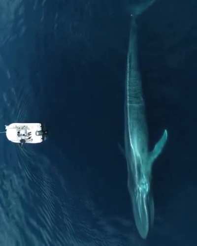 ? The Blue Whale is the largest animal to ever live. Pleasure craft for scale.