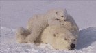 ? Worn out momma polar bear dealing with her cubs ?