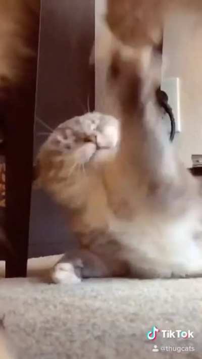 The Lion King with actual cats??