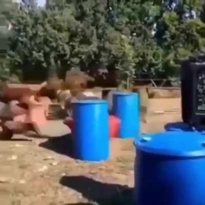 To train dogs