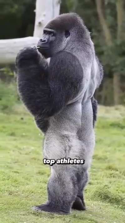 The gorilla is incredibly strong