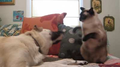Cat boxing