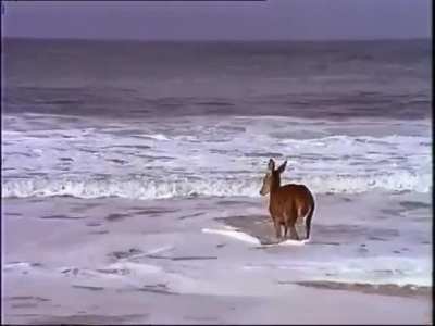 ? Beach day for this deer