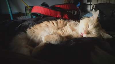 His hobbies are food, and dreaming about food
