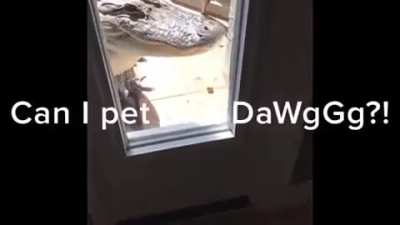 what kinda dog is that?