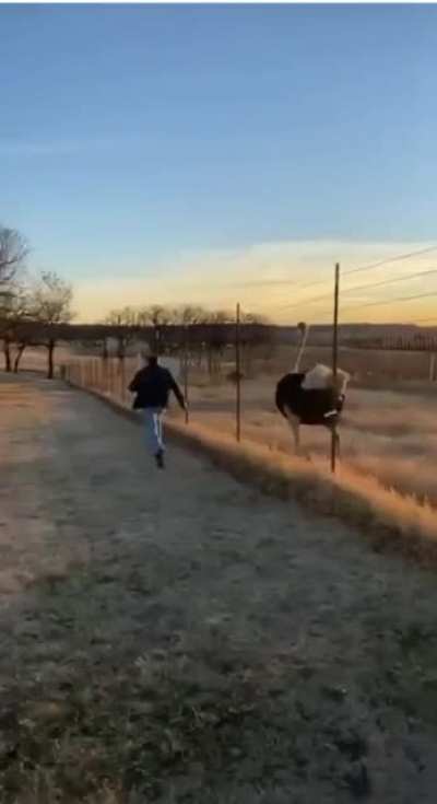 When dad mode tries to race an ostrich