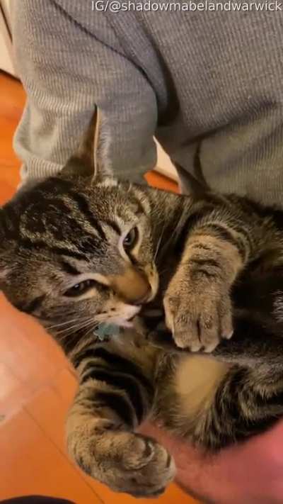 Cat randomly scares herself