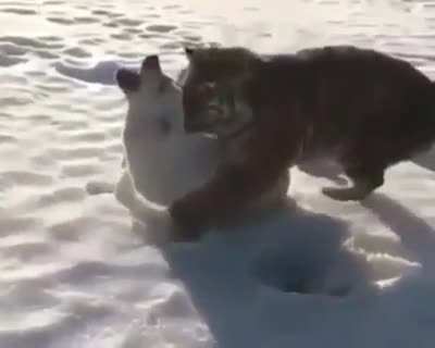 Poor doggy ?