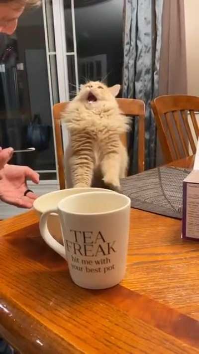 Kitty gets a taste