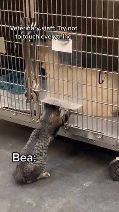 vet cat instructed not to touch all the things. cat proceeds to touch all the things ?