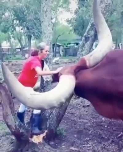 The horns on this unit.