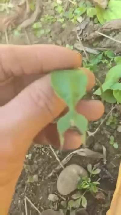 These insects have evolved to look almost exactly like the foliage they live on to avoid predatorsTheir bodies are flat and wide, often featuring vein like patterns that mimic a leaf's structure. Some even have brown spots or nibbled edges to look like a
