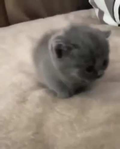 Most wanted for micro smolness