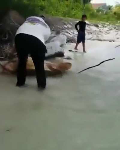 This guy helps this turtle out of a dangerous situation to go back to the sea.