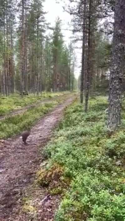 ? Smart hare evades the dog that is hunting it