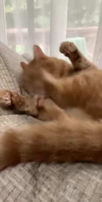 Mis-cat-culation