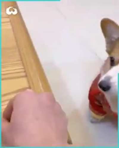 dog angry??