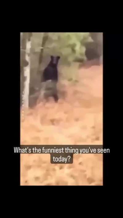 Black bear are always funny !