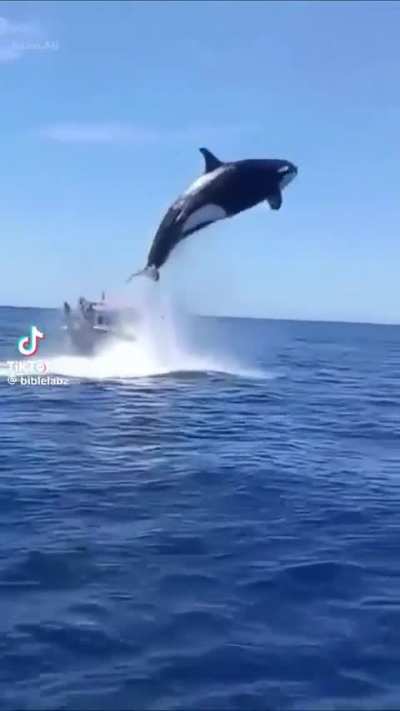? Orca slaping a dolphin straight  out the sea