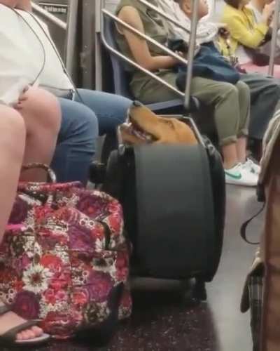 "look, I'm a luggage!"