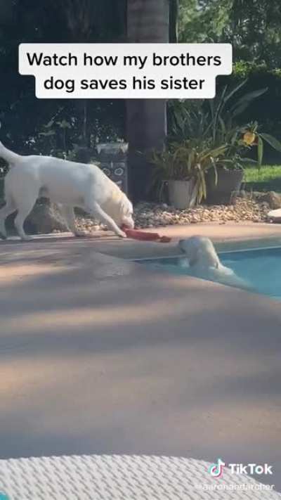 Good boi