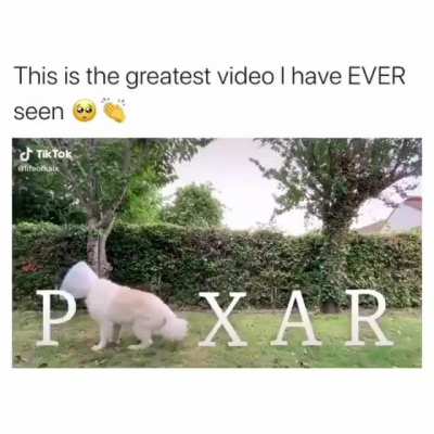What dog doin??