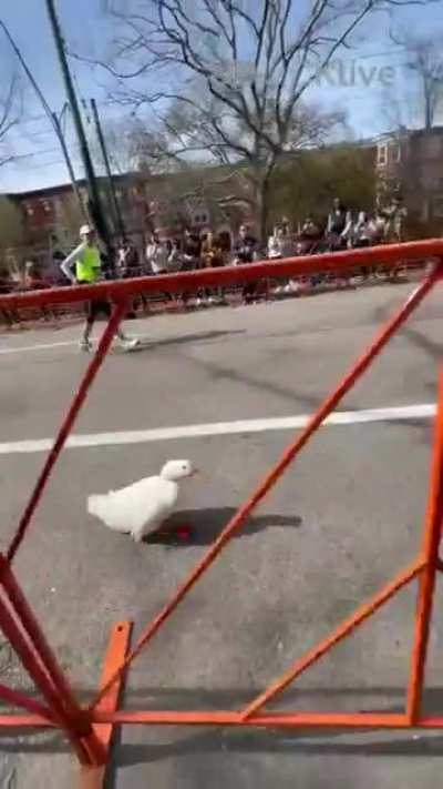 Participants of Boston Marathon...