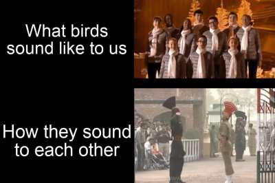 chirp chirp