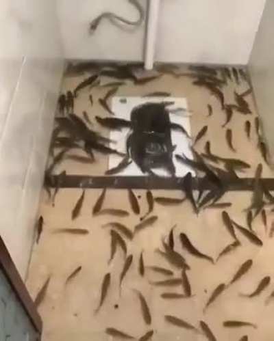 A flooded bathroom full of fish