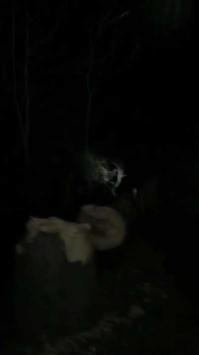 Took 4 hours taking turns swinging an axe at this giant tree (it was dead)