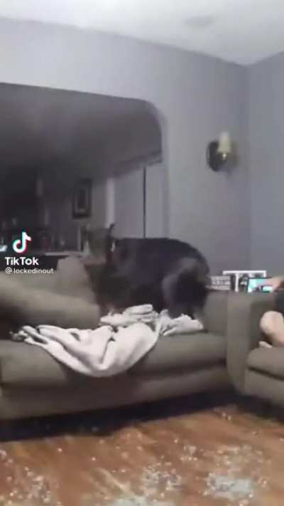 Playing with your dog