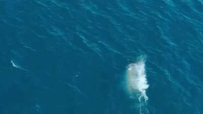 ? Apex Predator Showdown: Orca v Great White Shark