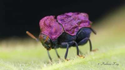 ? Rare purple beetle from Ecuador.