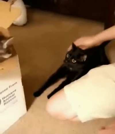 "Ooh a box my fav-WTF IS THAT?!?!"