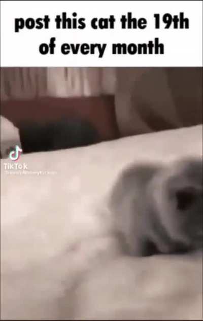 kitty