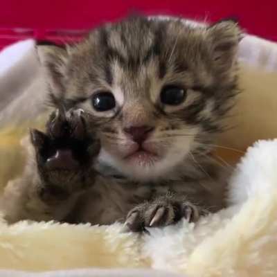 So cute