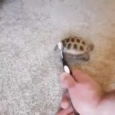 I've never seen anyone dance better than that turtle.