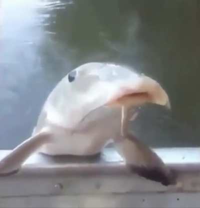 Da fischy