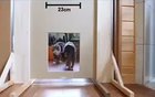 Human tests are no match for cats (1 inch = 2.5cm).