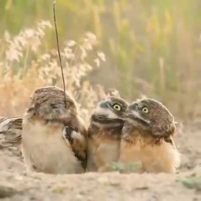 Owls are confused at their mates stick ?
