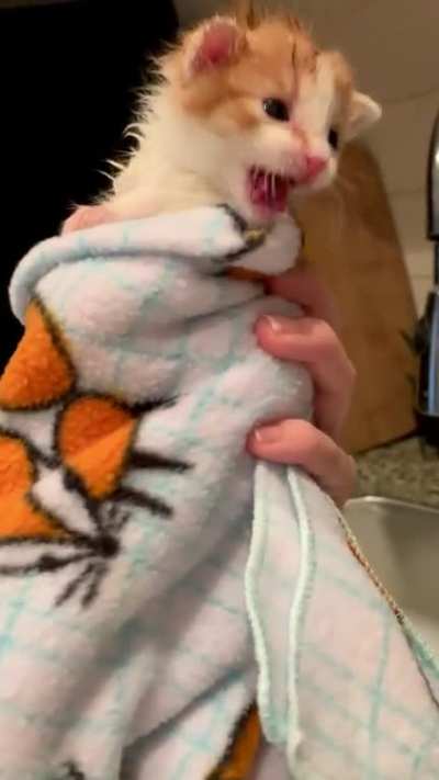 Angry burrito does not approve of baths