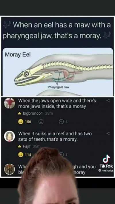 Moray Eel