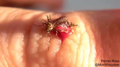 Mosquitoes drinking till burst