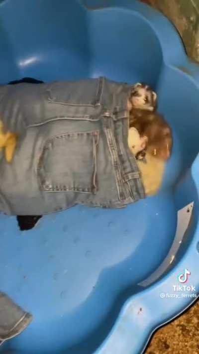 Ferrets pants