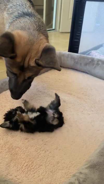 He ate the puppy. ?