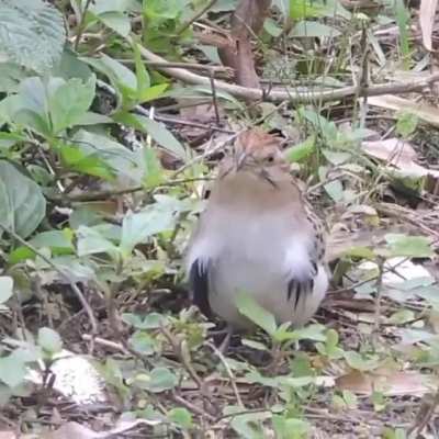 Salsa bird